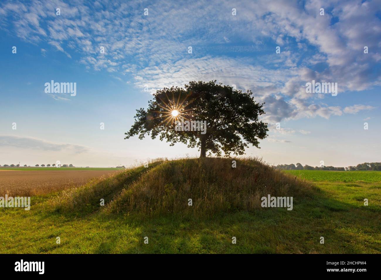 Sole che brilla dietro quercia comune / quercia peduncola / quercia europea / quercia inglese (Quercus robur) su knoll in campo all'alba in estate Foto Stock