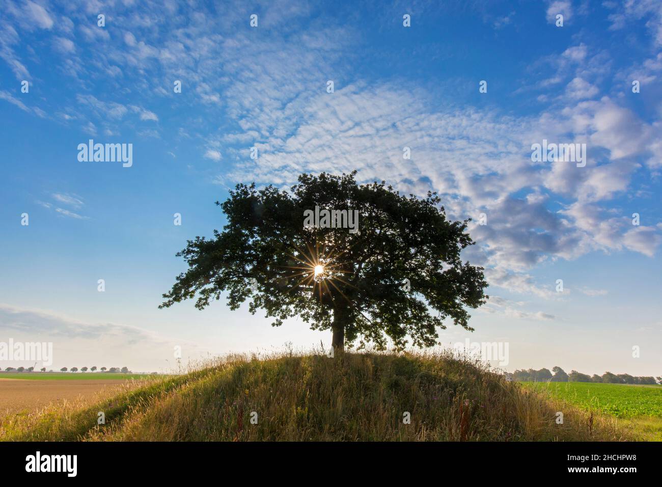 Sole che brilla dietro quercia comune / quercia peduncola / quercia europea / quercia inglese (Quercus robur) su knoll in campo all'alba in estate Foto Stock
