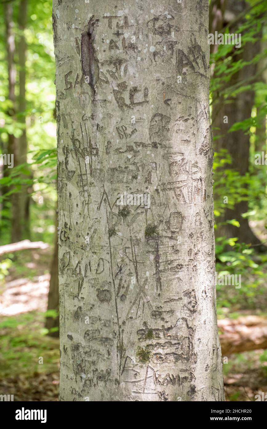 Iniziali scolpite su un albero di faggio in Twin Knobs Recreation Area, Kentucky Foto Stock