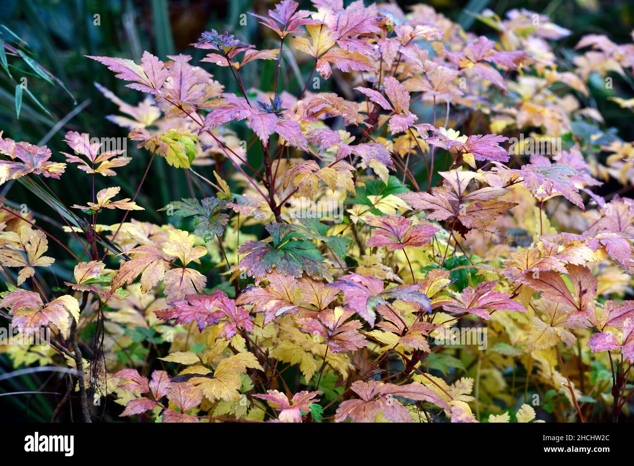 Xanthorhiza simplicissima,radice gialla,foglie,fogliame,foglie gialle,colore dorato,foglie gialle,foglie gialle,foglie autunnali,foglie autunnali,colore autunnale Foto Stock