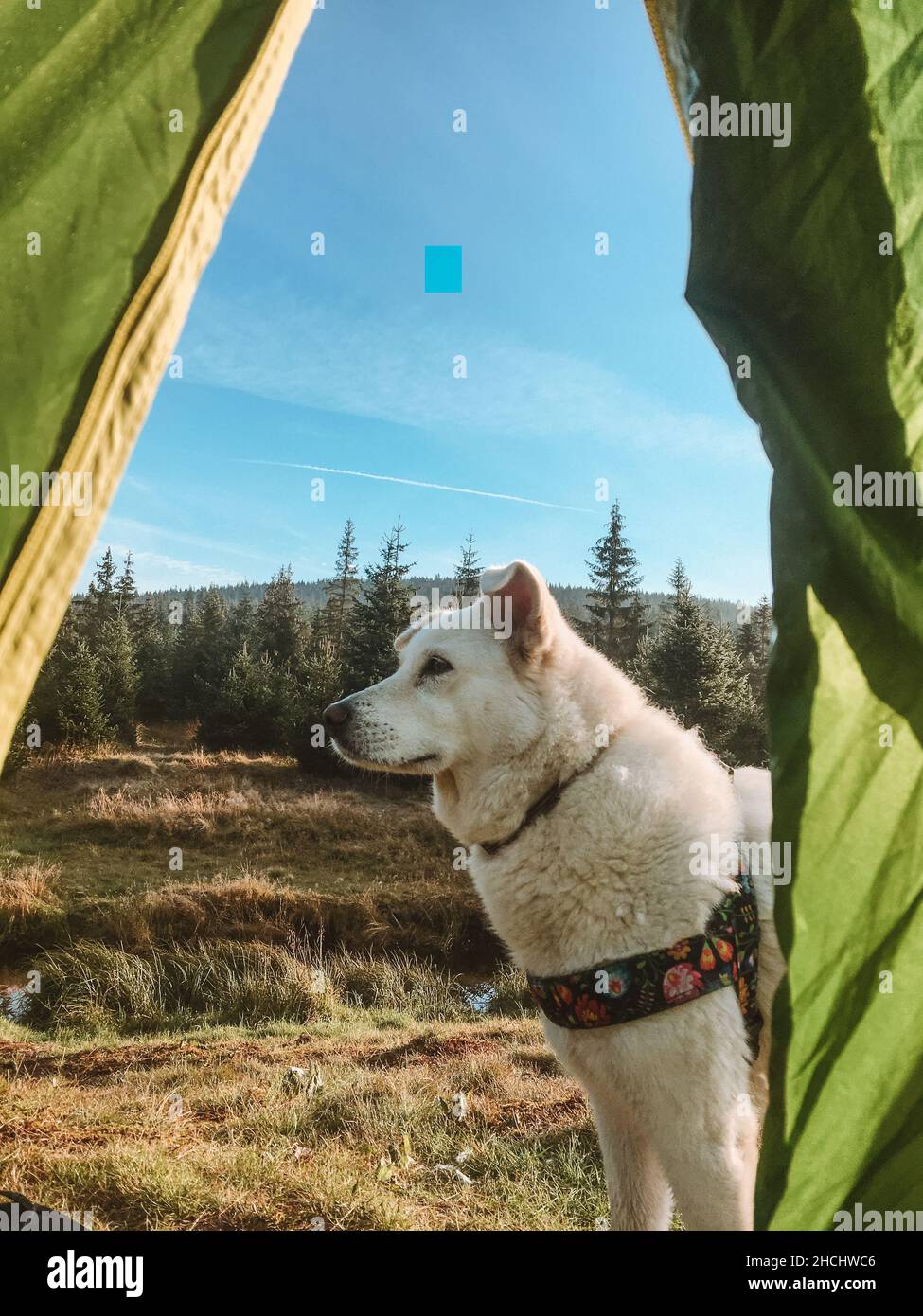 Colpo verticale di un cane Pastore svizzero bianco con un colletto accanto a una tenda verde nella foresta Foto Stock