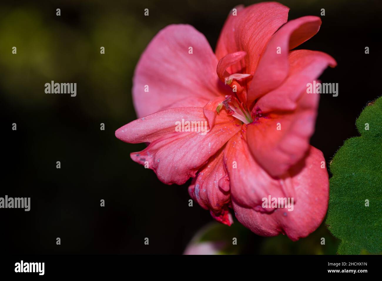 Foto macro di un geranio rosa Foto Stock