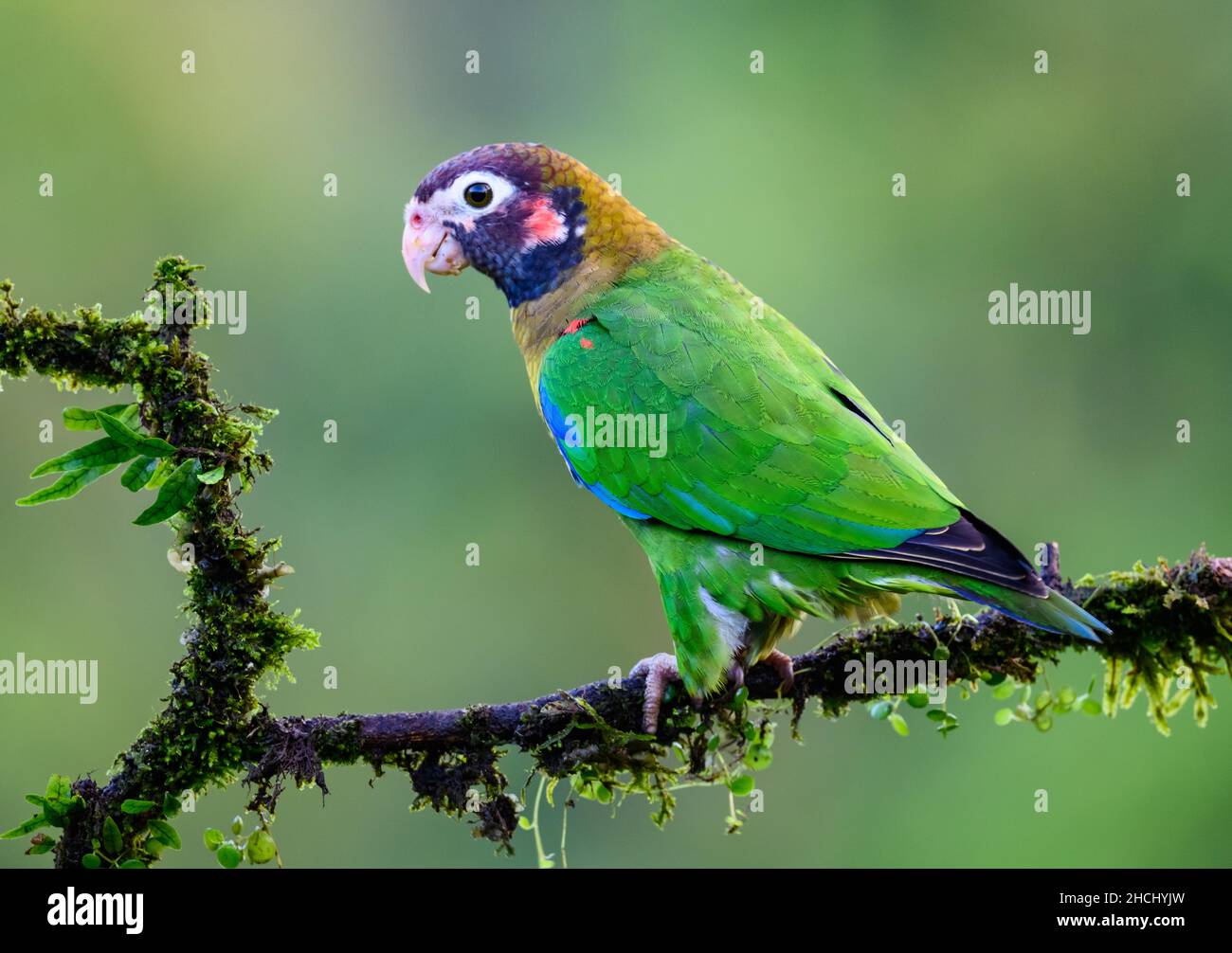 Un pappagallo con cappuccio marrone (ematite di Pirilia) in piedi su un ramo. Costa Rica, America Centrale. Foto Stock