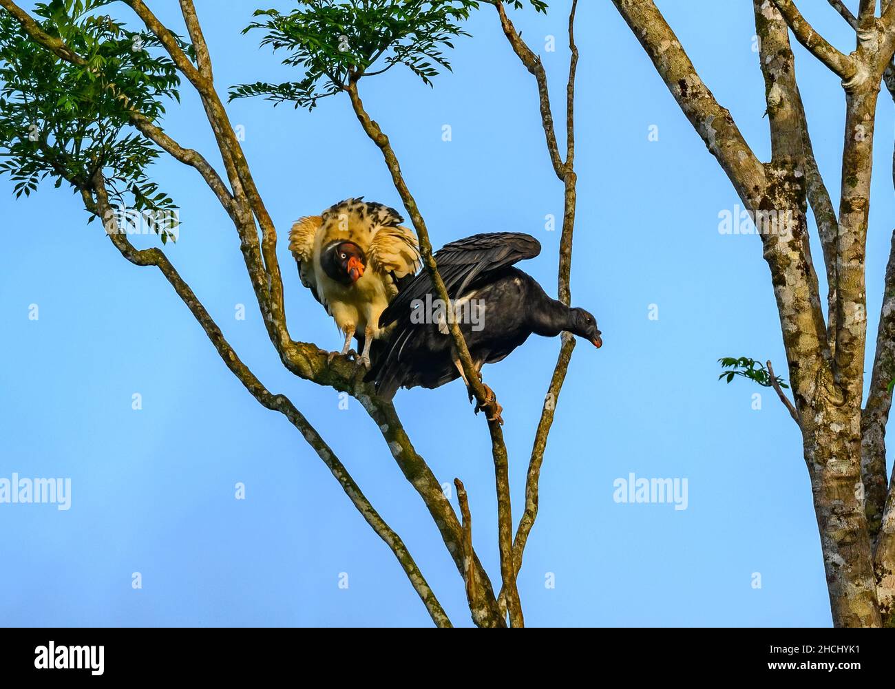 Un adulto e un giovane re avvoltoi (Sarcoramphus papa) arroccato su un albero. Costa Rica, America Centrale. Foto Stock