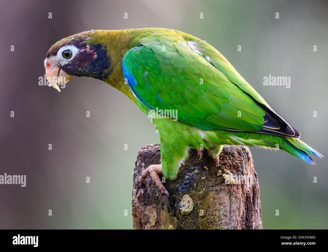 Un pappagallo con cappuccio marrone (ematite di Pirilia) in piedi su un ramo. Costa Rica, America Centrale. Foto Stock