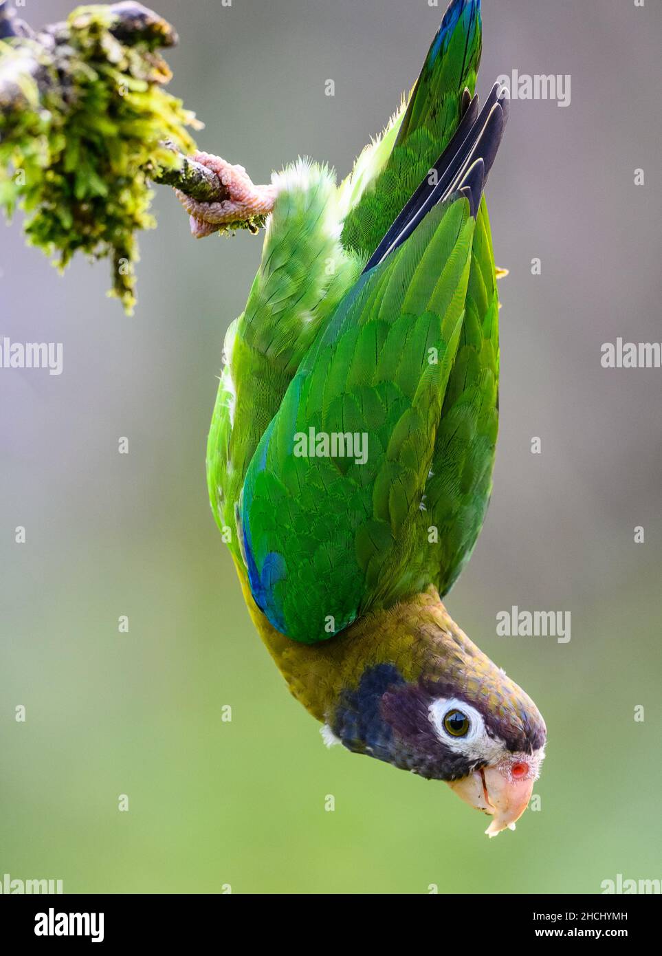 Un pappagallo con cappuccio marrone (ematite di Pirilia) appeso a un ramo. Costa Rica, America Centrale. Foto Stock