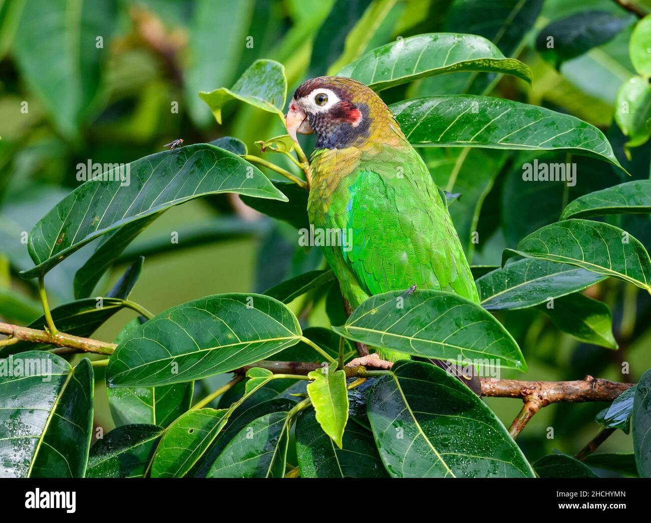 Un pappagallo con cappuccio marrone (ematite di Pirilia) arroccato su un ramo. Costa Rica, America Centrale. Foto Stock