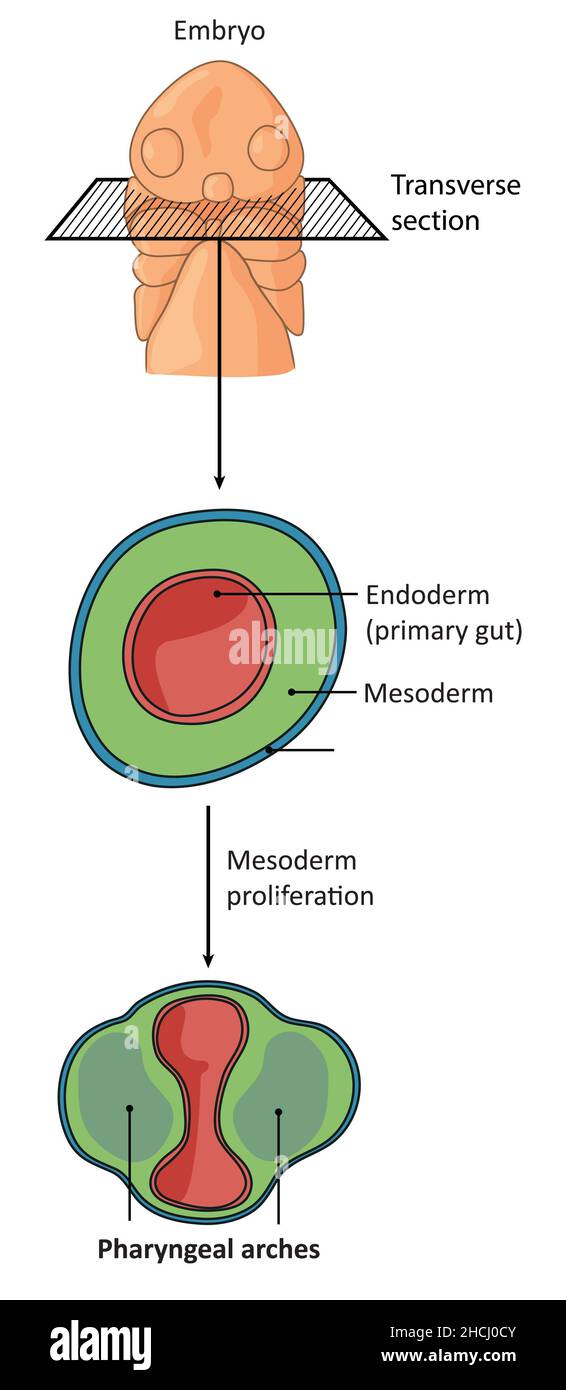Sezione trasversale di un embrione che mostra la differenza di archi faringei Foto Stock