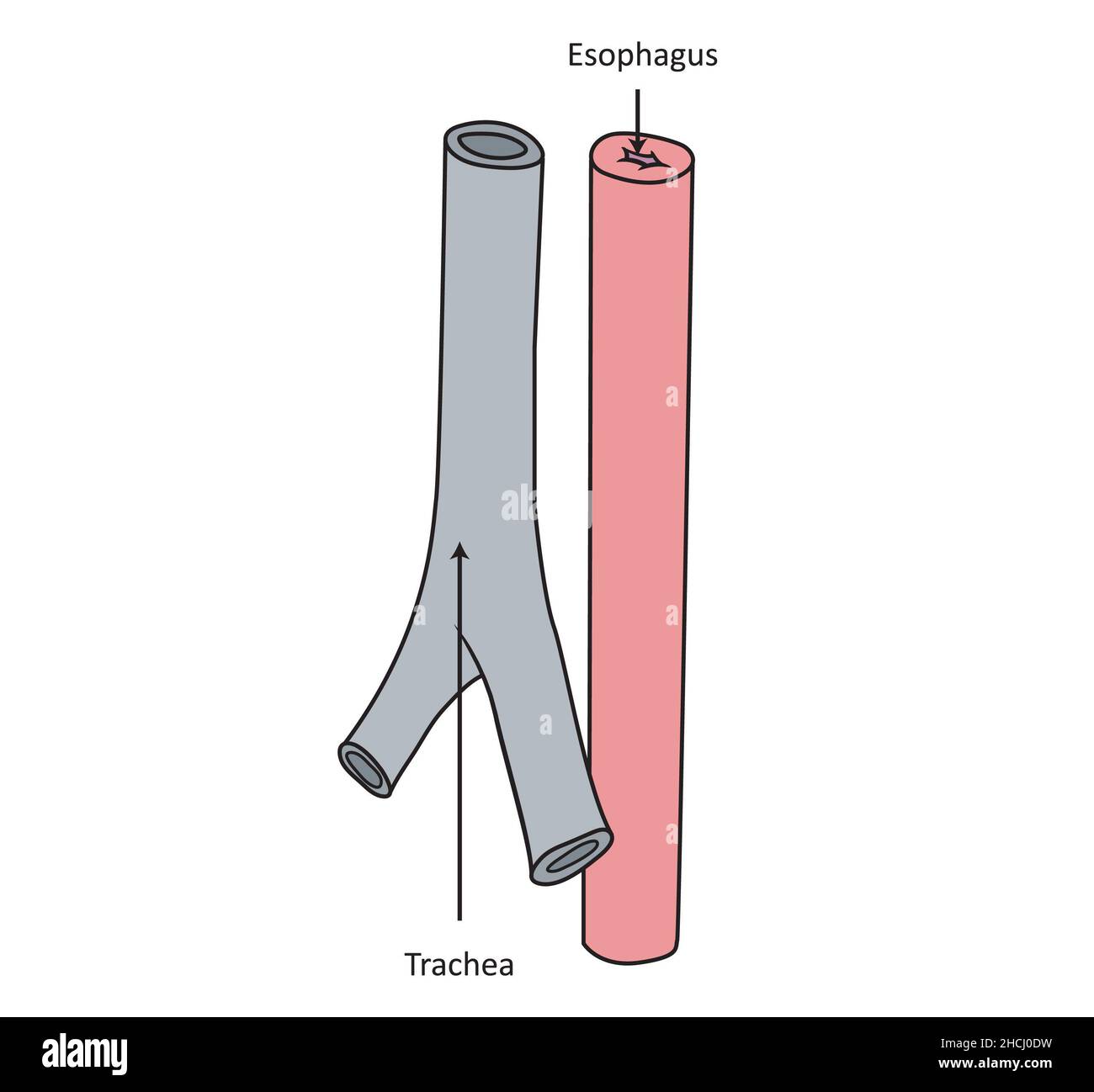 Trachea ed esofago semplice illustrazione anatomica Foto Stock