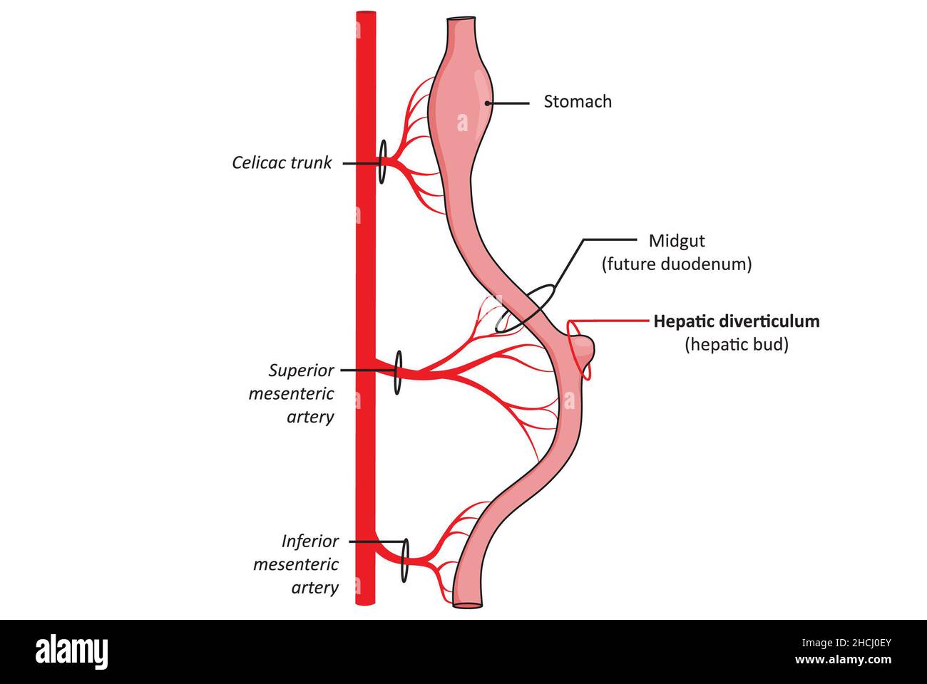 Differenziazione del fegato, germoglio epatico da midgut (parte dell'intestino primario) Foto Stock