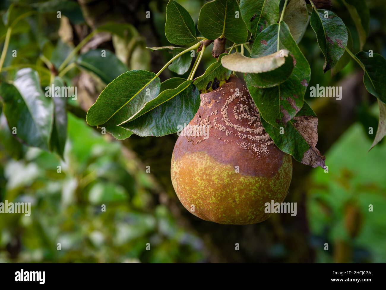 Particolare di pera mezzo marcio nell'albero, pera infetta da un fungo che causa un marciume marrone Foto Stock
