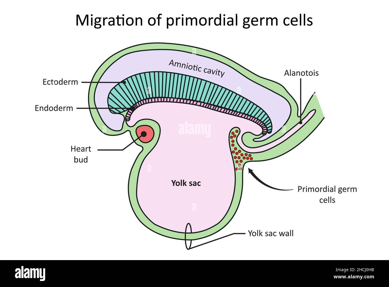 Migrazione di cellule germinali primordiali, sezione sagitale attraverso l'embrione Foto Stock