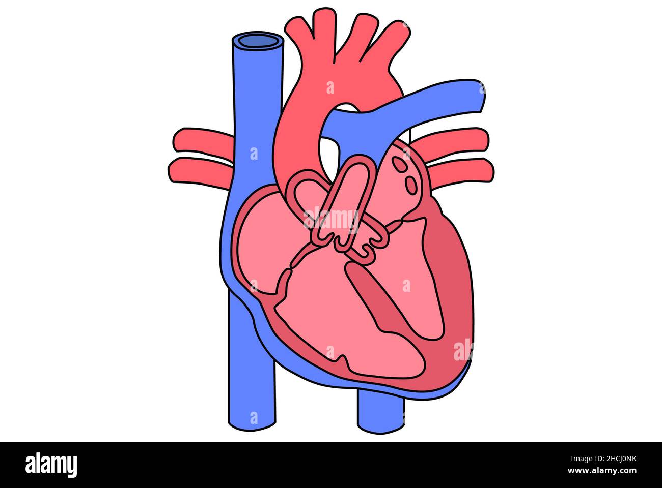 Diagramma di un'anatomia cardiaca di base hart. Foto Stock