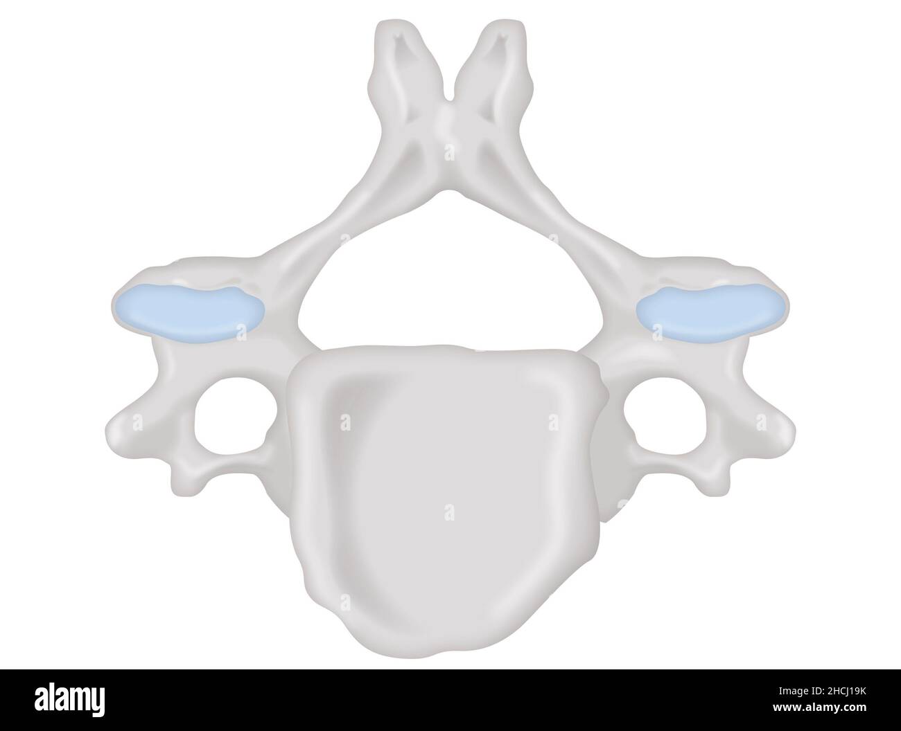 Vista superiore vertebra cervicale, struttura anatomica non etichettata Foto Stock
