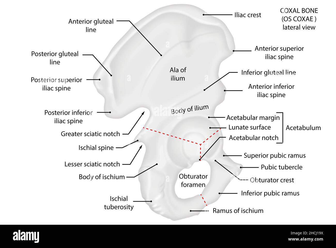 Coxae OS, osso coxale, vista laterale, anatomia Foto Stock