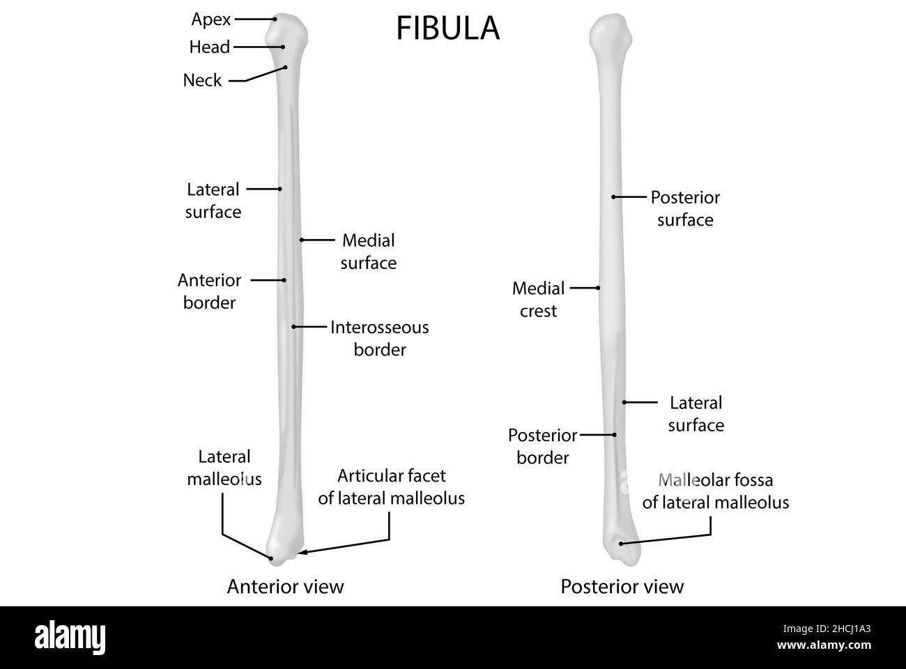 Fibula, vista anteriore e posteriore, anatomia Foto Stock
