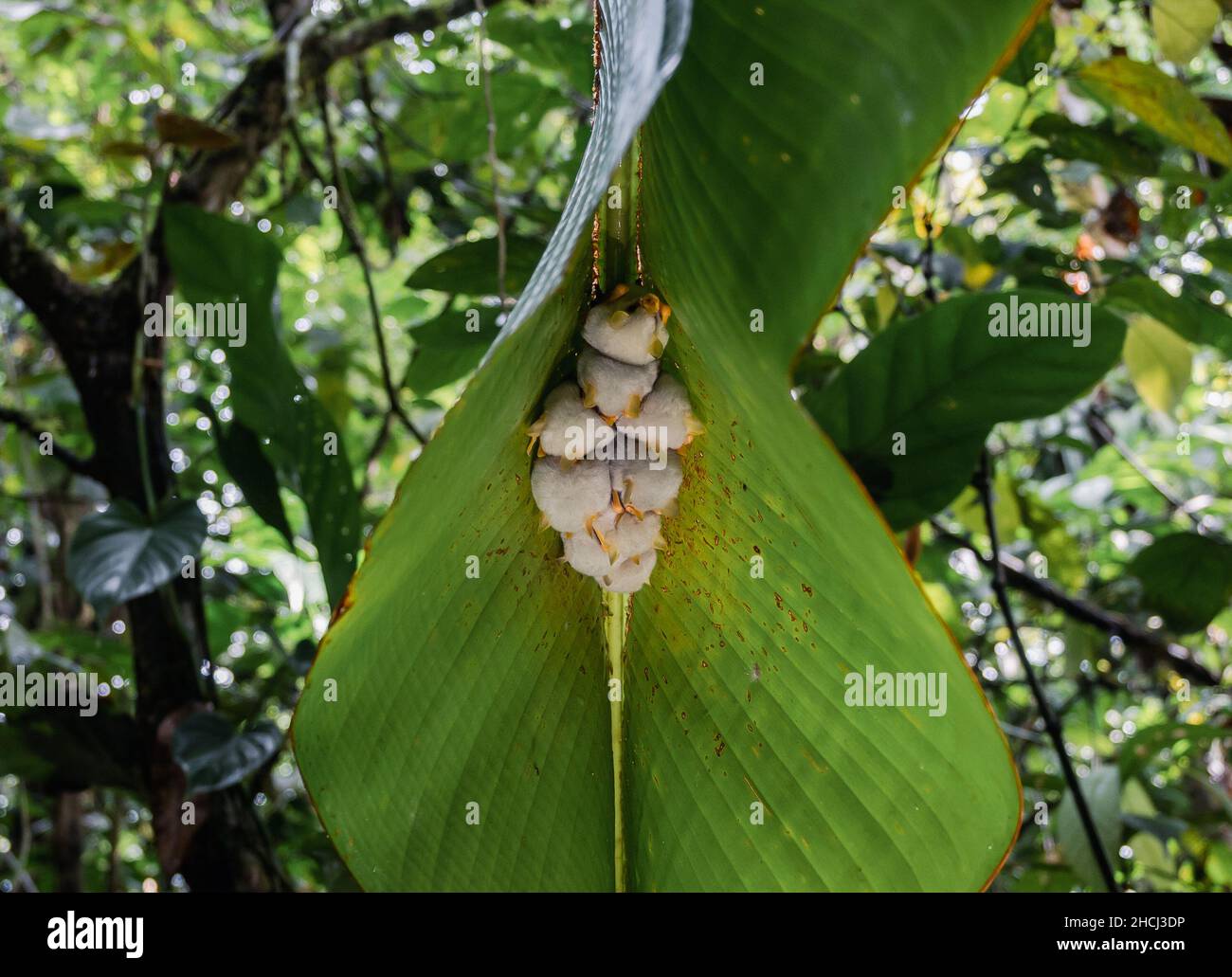 Colonia di torrefazione di pipistrelli bianchi dell'Honduran (Ectophylla alba), o pipistrelli bianchi caraibici, sotto una foglia di banana. Costa Rica, America Centrale. Foto Stock