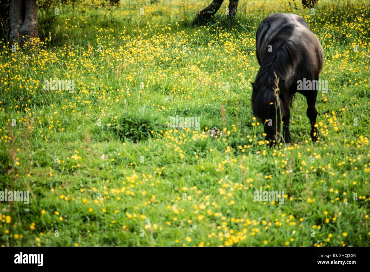 Piccolo pony nero in campo aperto con un grado di romantica messa a fuoco morbida Foto Stock