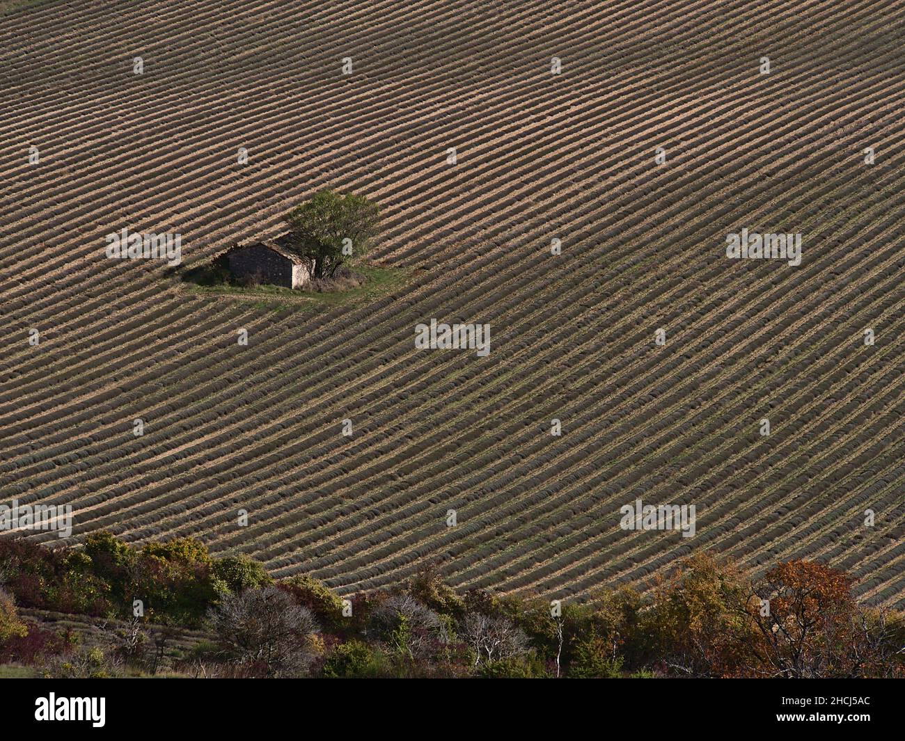 Bella vista aerea di campo di lavanda agricola nella valle di Nesque vicino al villaggio Sault regione Provenza, Francia in giornata di sole nella stagione autunnale. Foto Stock