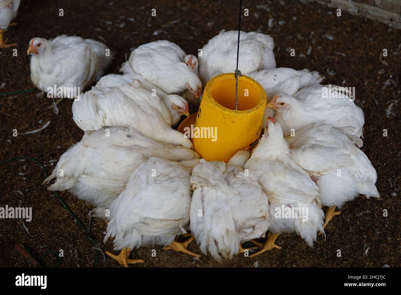 Primo piano di polli broiler in una fattoria Foto Stock