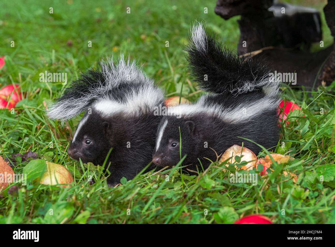 Skunk a righe (Mephitis mephitis) Kit guardare Left Tails over backs Summer - Captive Animali Foto Stock
