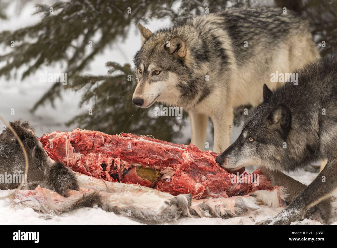 Lupi grigi (Canis lupus) Look Up da carne di cervo di coda bianca carcassa Inverno - animali prigionieri Foto Stock