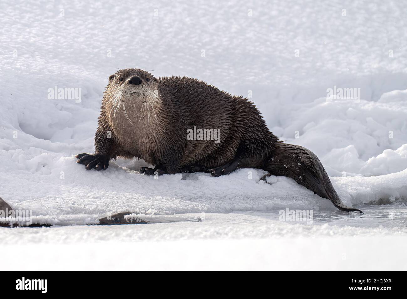 Lontra fluviale nella neve Foto Stock