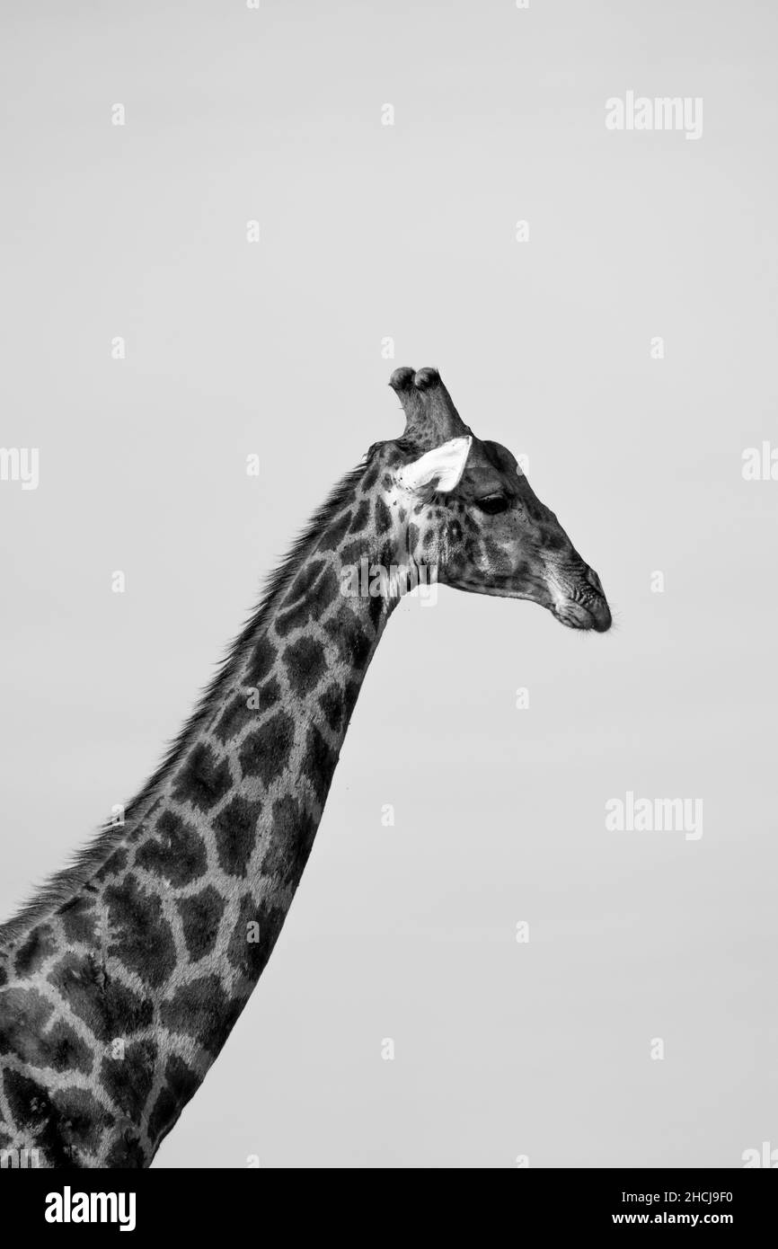Ritratto di una singola giraffa presa in un parco nazionale in africa Foto Stock