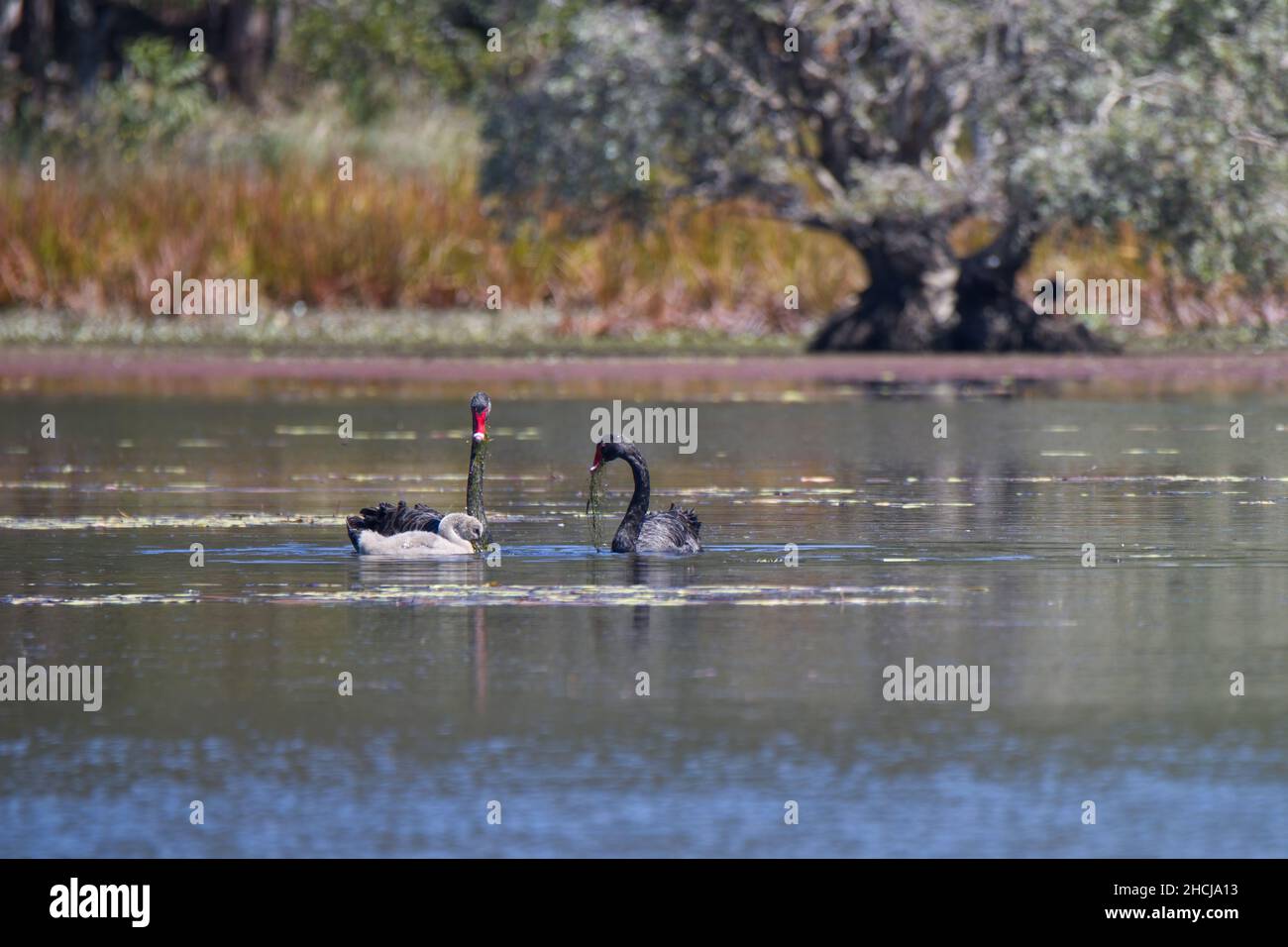 I cigni neri si accoppiano e il loro bambino nel Queensland, Australia Foto Stock