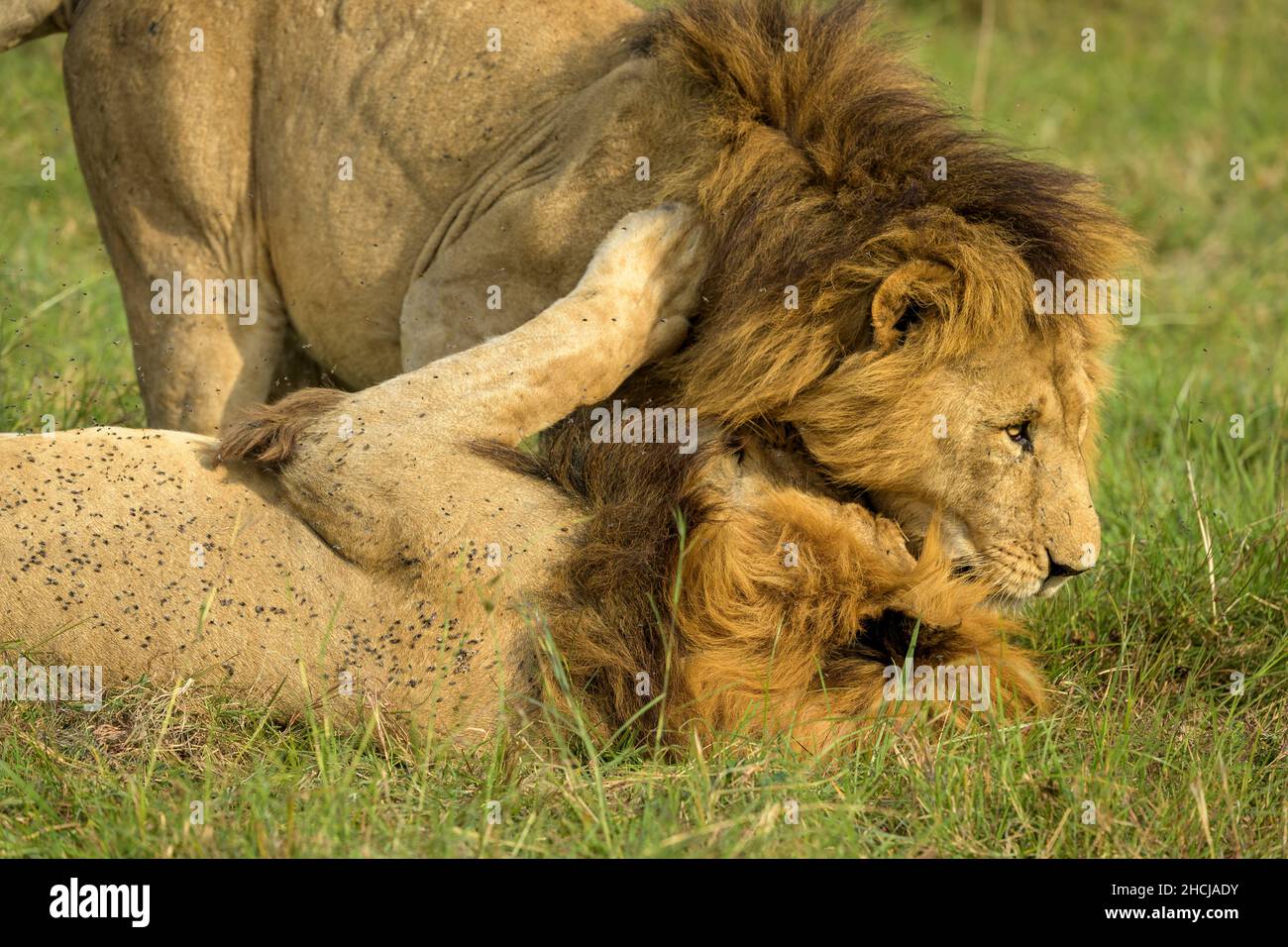 Due leoni africani maschi maned (Panthera leo) che si nuzzano e giocano nell'erba nel Masai Mara Game Park in Kenya Foto Stock