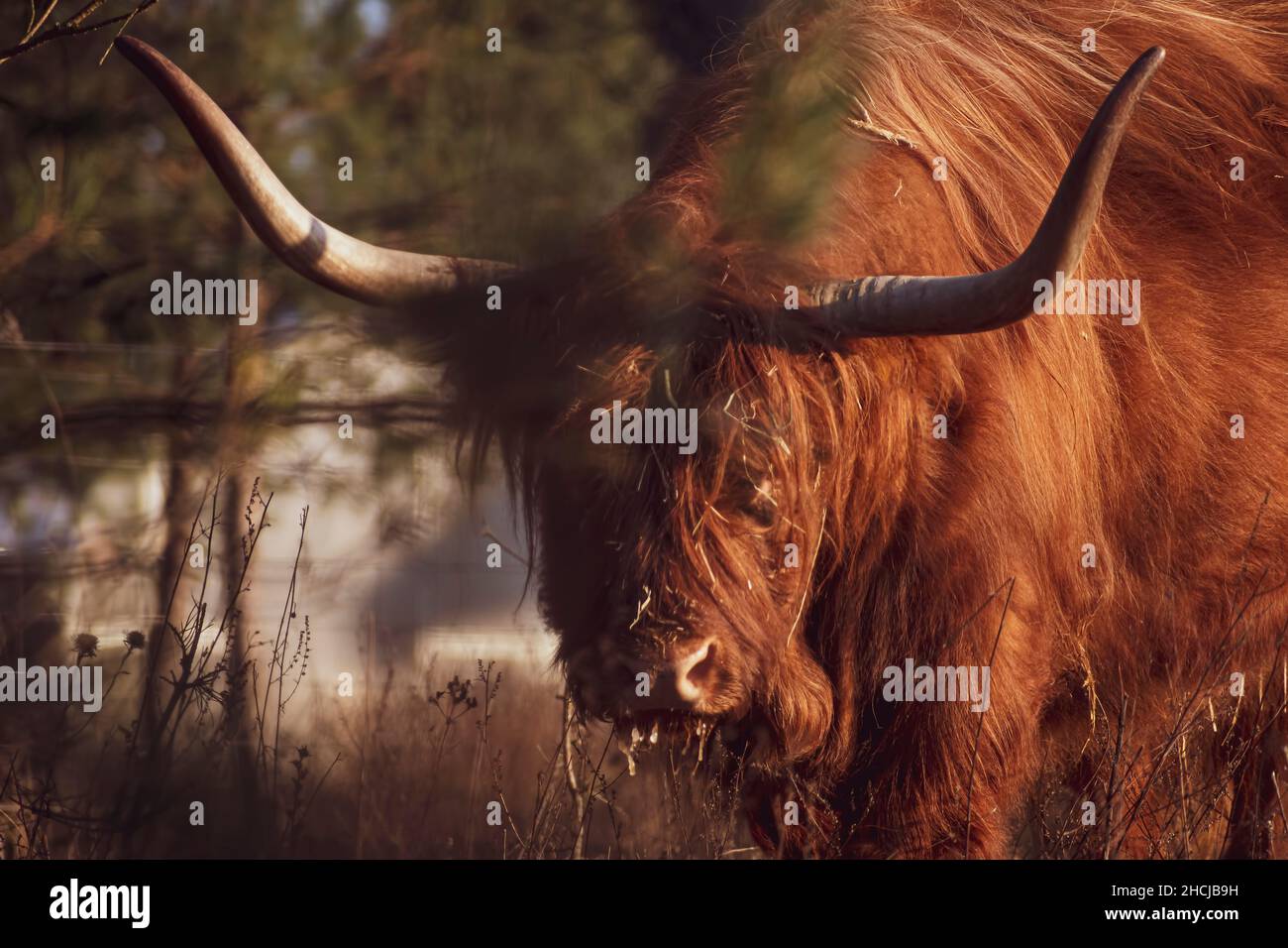 Primo piano di una mucca scozzese Furry Highland che mangia erba in una fattoria Foto Stock