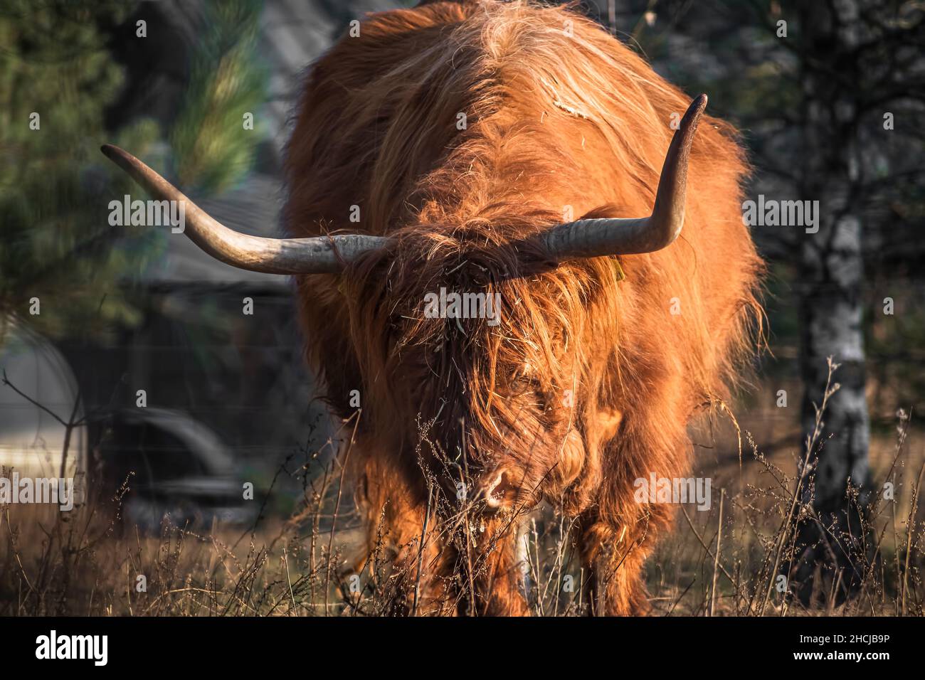 Primo piano di una mucca scozzese Furry Highland che mangia erba in una fattoria Foto Stock