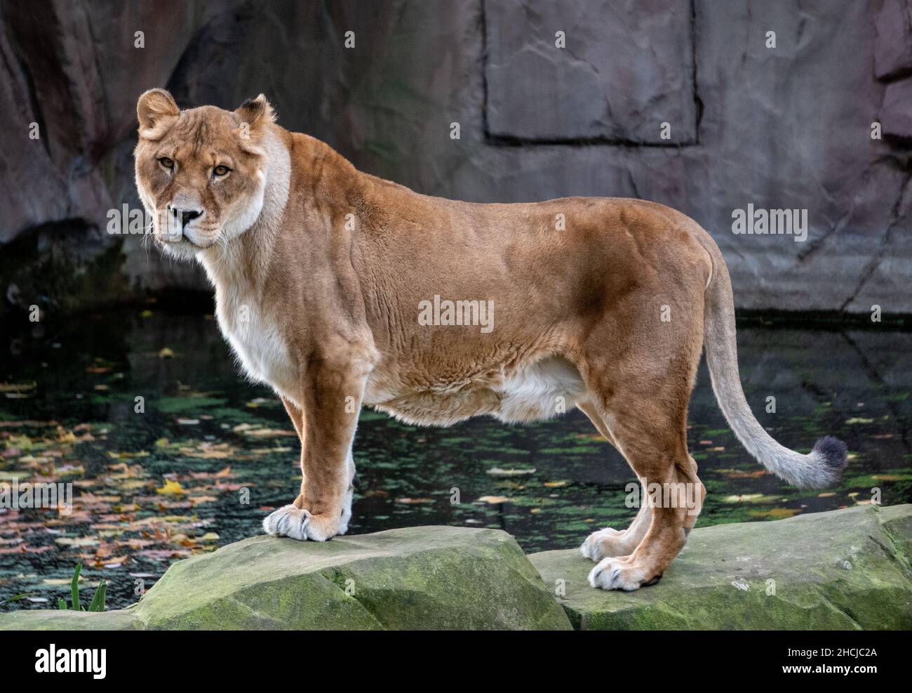 Leone femminile senza uomo sulle rocce nello Zoo di Rotterdam (Diergaarde Blijdorp) nei Paesi Bassi Foto Stock