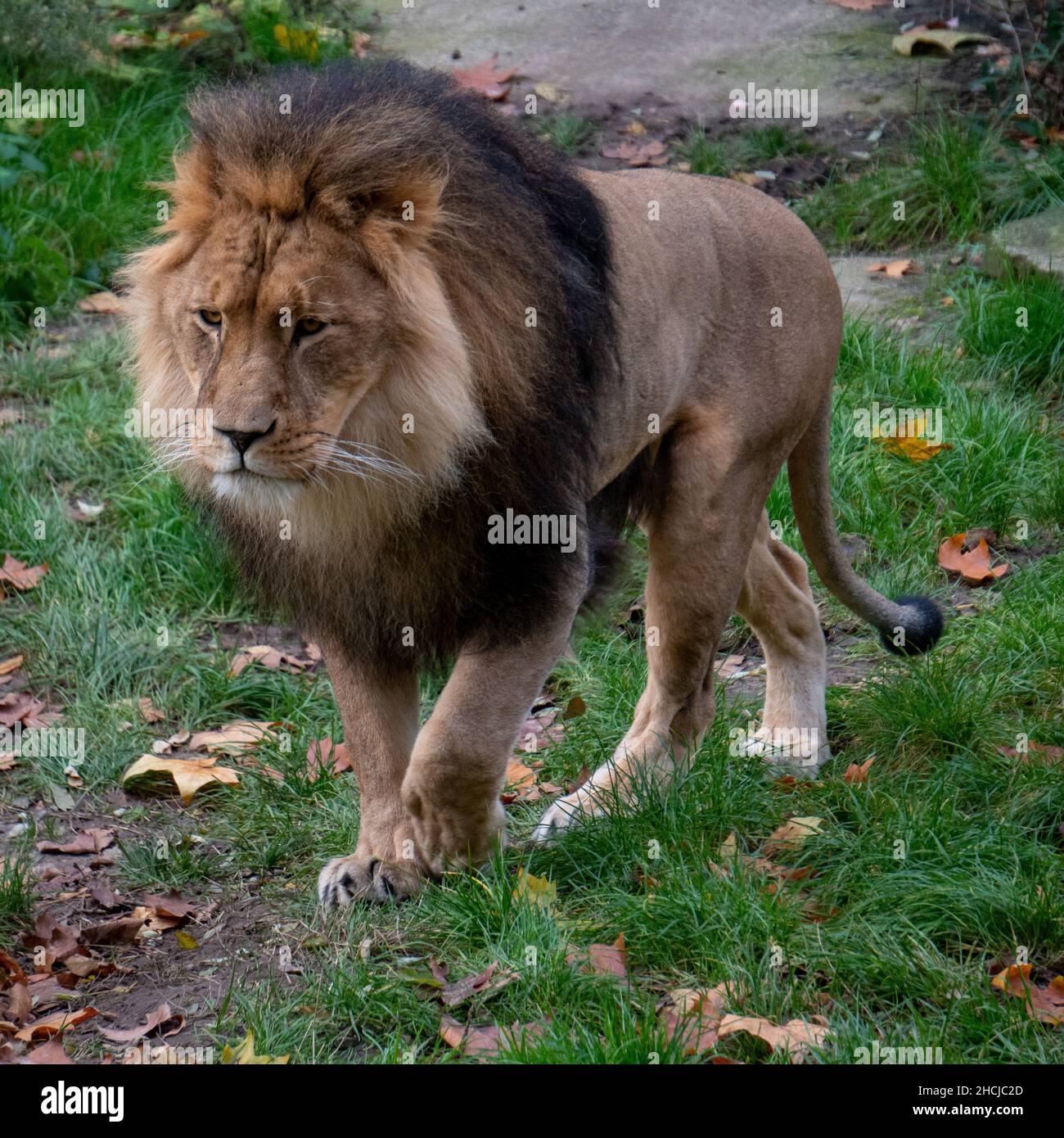 Colpo verticale di un leone maschile nello Zoo di Rotterdam (Diergaarde Blijdorp) nei Paesi Bassi Foto Stock
