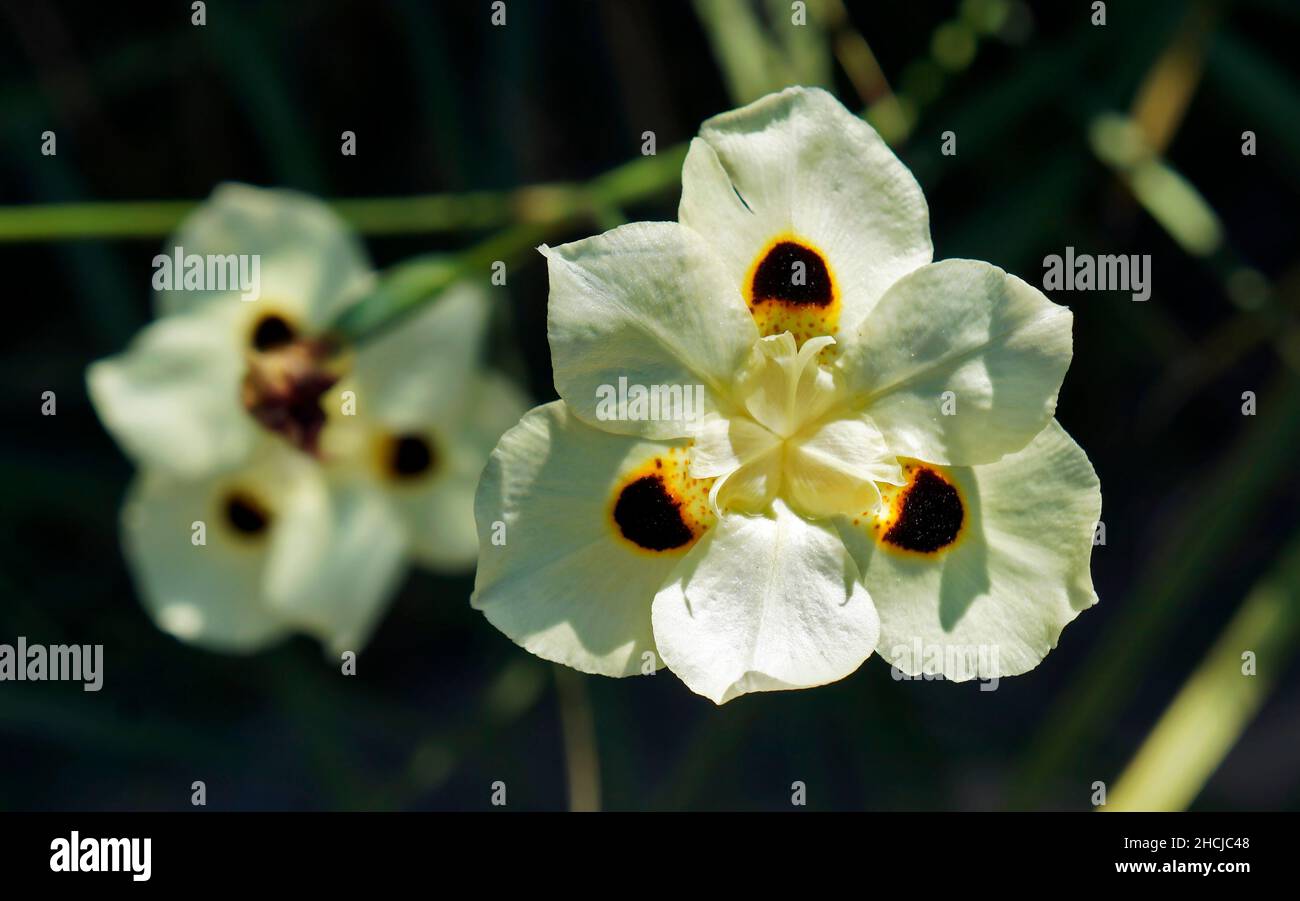 Iris africano o giglio di due notti (Dietes bicolore) Foto Stock