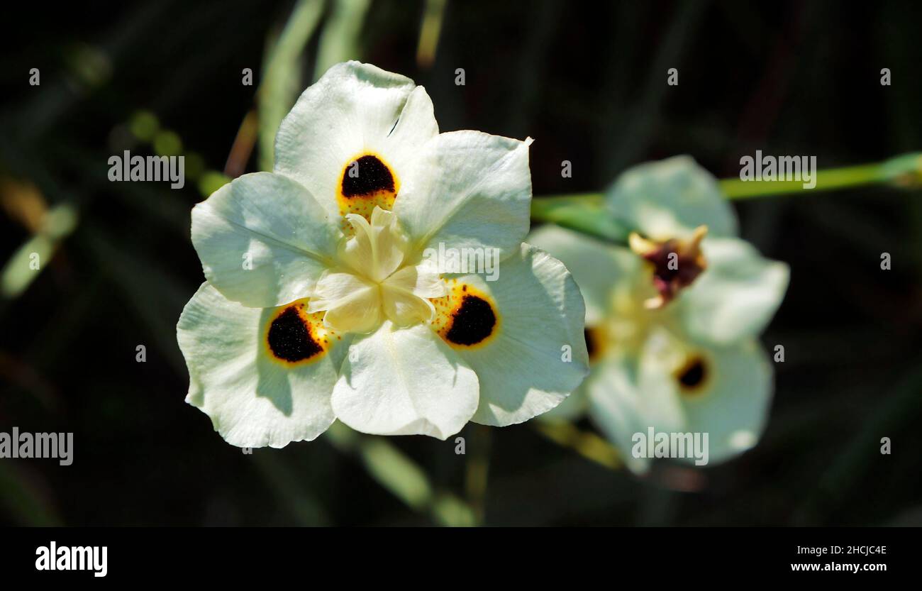 Iris africano o giglio di due notti (Dietes bicolore) Foto Stock