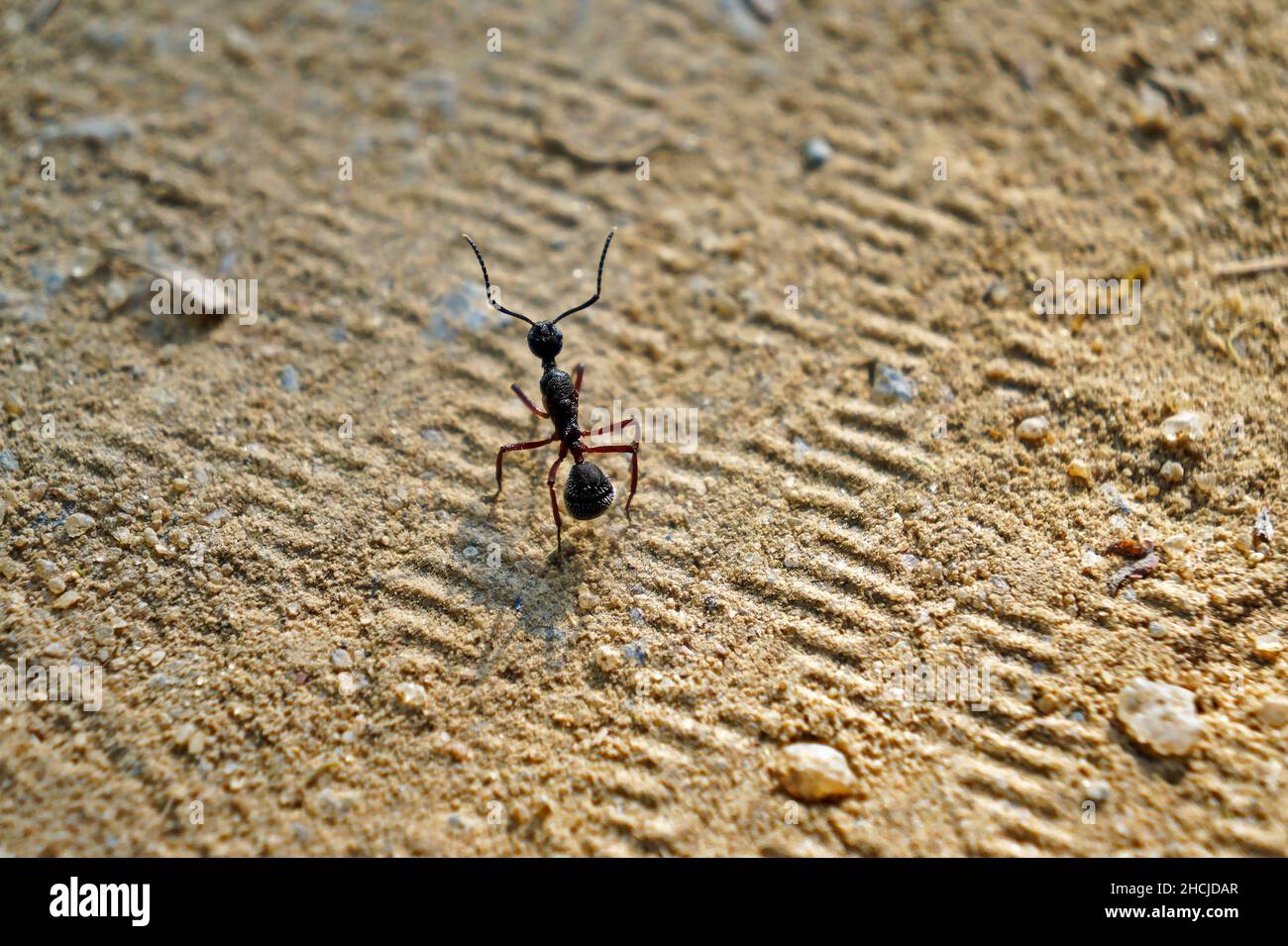 Formica nera a terra Foto Stock