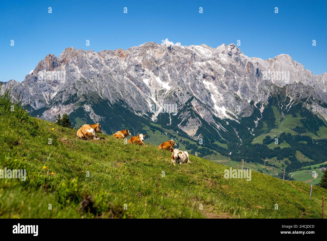 Gruppo di mucche sul prato alpino di fronte al suggestivo Hochkoenig, Maria Alm, Salisburgo, Austria Foto Stock