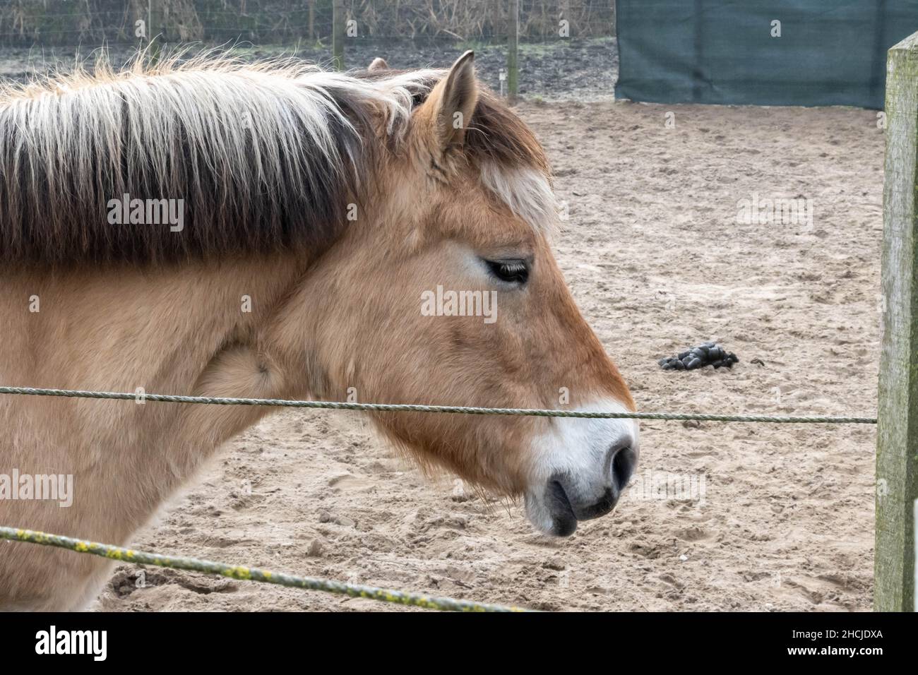 Primo piano di un triste cavallo che guarda giù nel campo Foto Stock