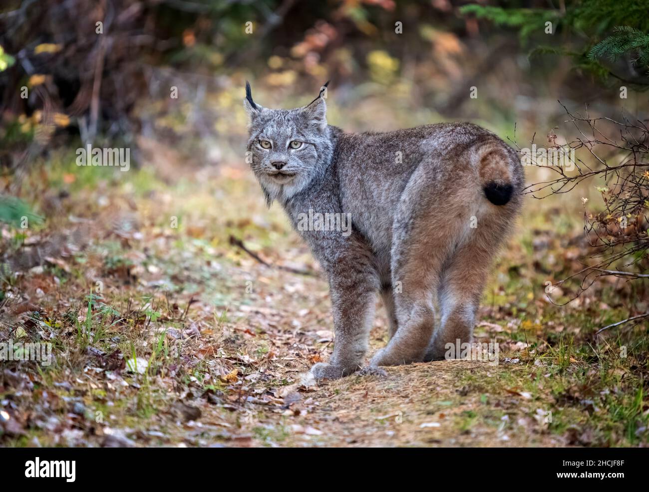 Lynx nel parco nazionale del Wild Riding Mountain Canada Foto Stock