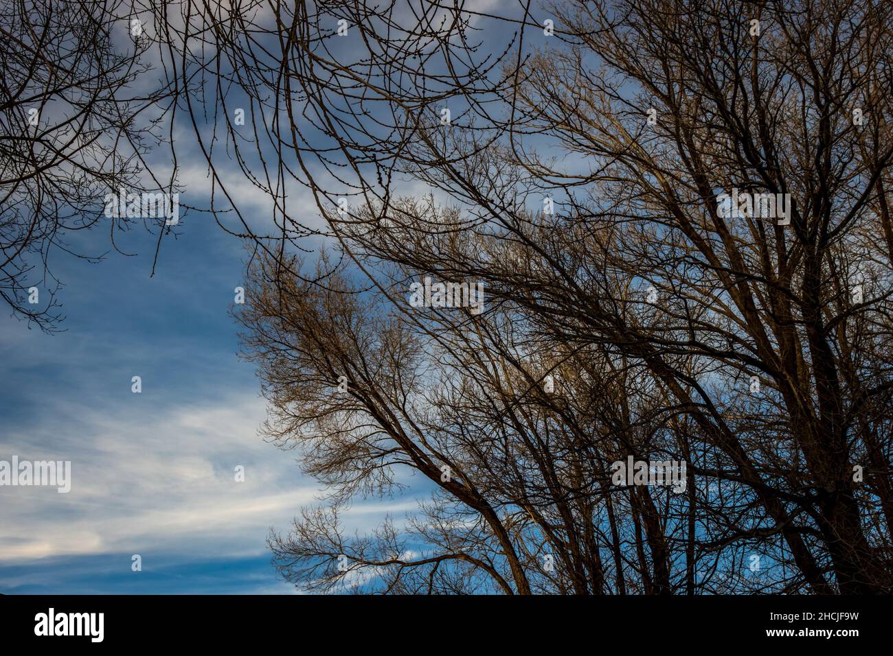 Alberi con foglie giallastre contro un cielo blu e poco nuvoloso Foto Stock