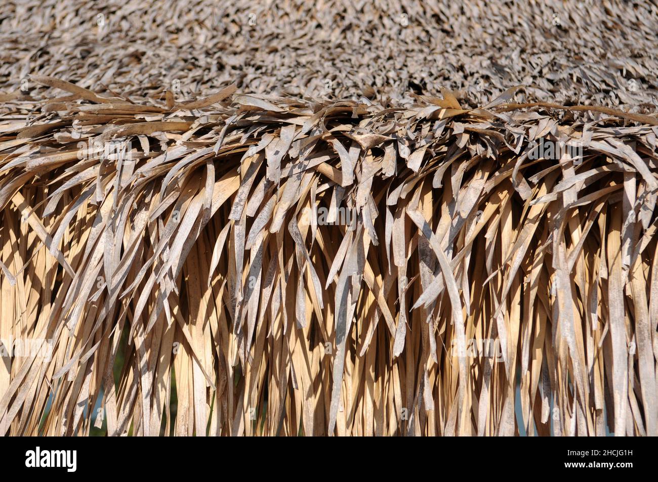 Dettaglio del soffitto di paglia dell'albero di acai dei chioschi dell'isola dell'amore in Alter do Chão, nello stato di Pará, Brasile settentrionale. Foto Stock