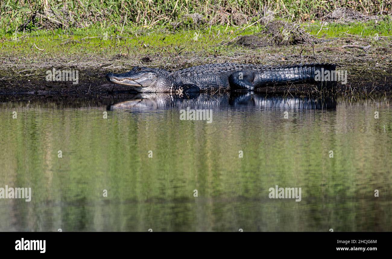 Il Myakka state Park ospita diversi animali selvatici, tra cui l'alligatore americano che si solca sul fiume Myakka e i laghi. L'alligatore americano subito in pericolo è ora fiorente a causa delle protezioni statali e federali, la conservazione degli habitat, il restauro e gli sforzi di conservazione come il piano completo di ripristino delle Everglades. Le loro dimensioni, la muscolatura e le potenti mandibole sono piuttosto intimidatorie e richiedono rispetto. Non c'è da meravigliarsi che l'alligatore abbia evitato l'estinzione per 65 milioni di anni. Foto Stock