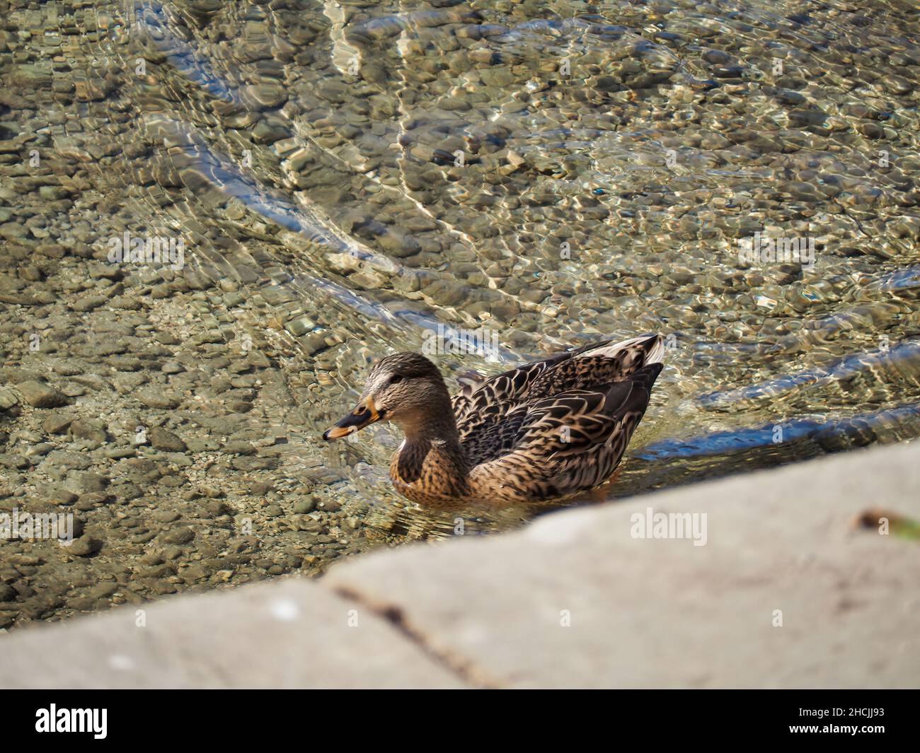 Bella foto di un'anatra mallard che nuota su un'acqua limpida in una giornata di sole Foto Stock