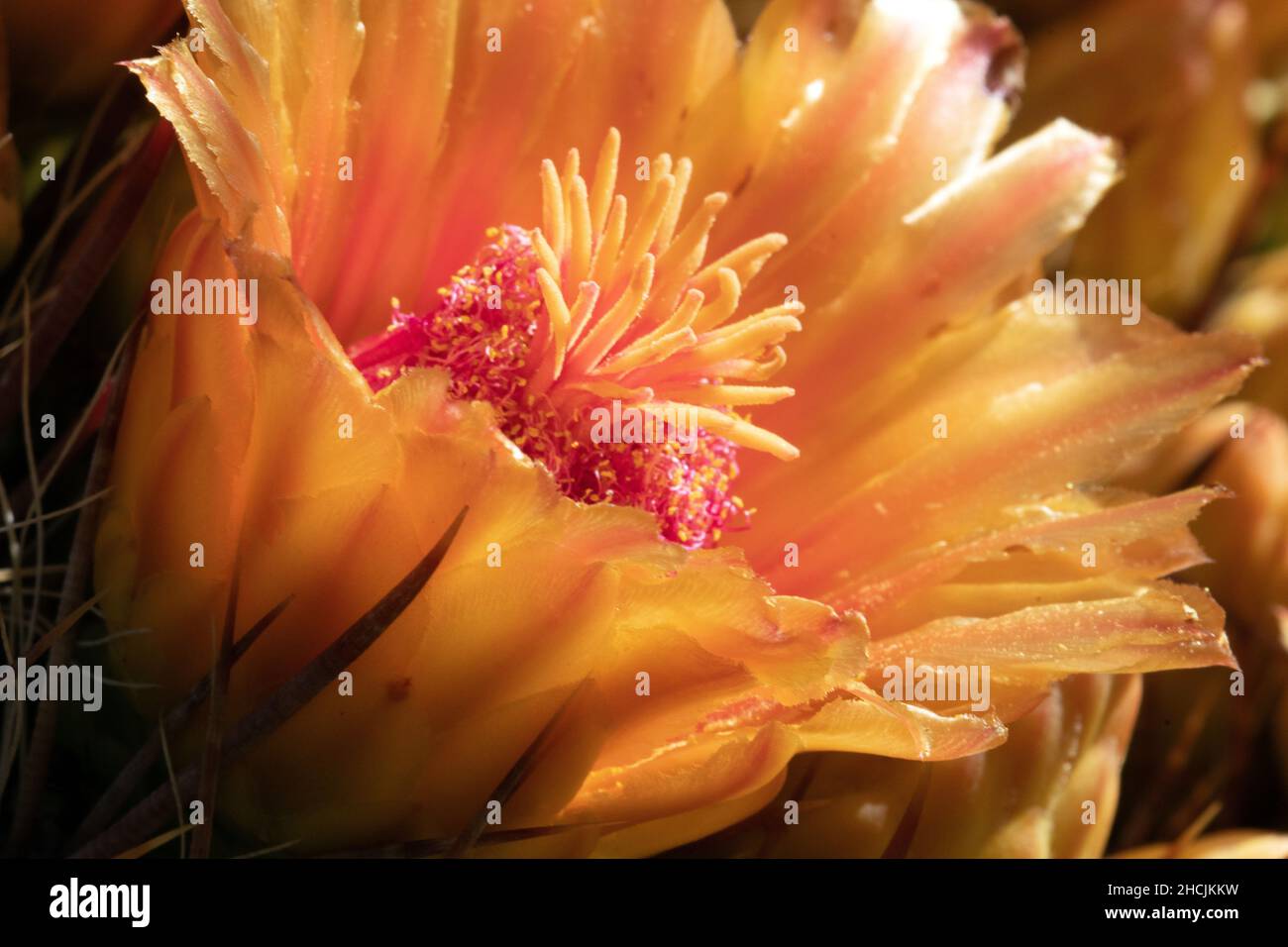 Fishhook Barrel Cactus (Ferocactus wislezeni) in fiore Foto Stock