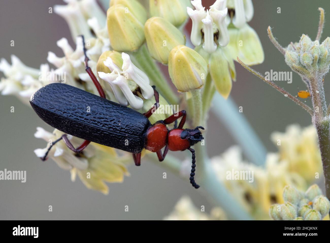 Maestro Blister Beetle (Lytta Magister) Foto Stock