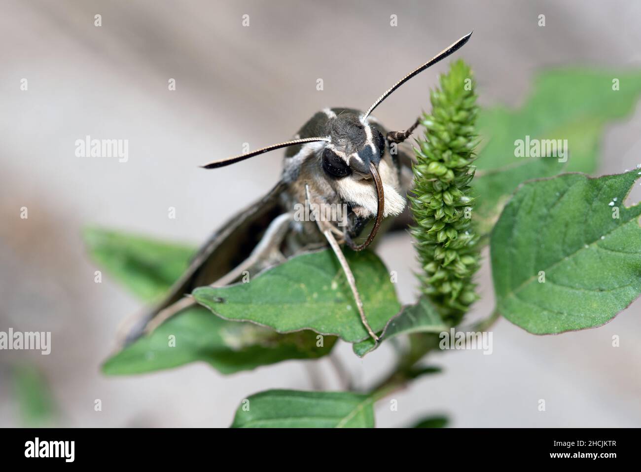 Bruco di Moth Sphinx con fodera bianca (Hyles lineata) Foto Stock