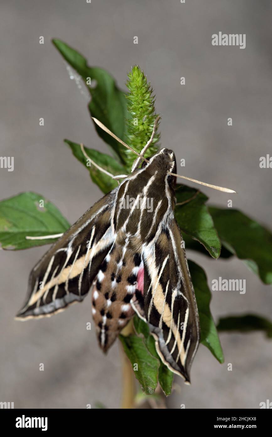 Bruco di Moth Sphinx con fodera bianca (Hyles lineata) Foto Stock