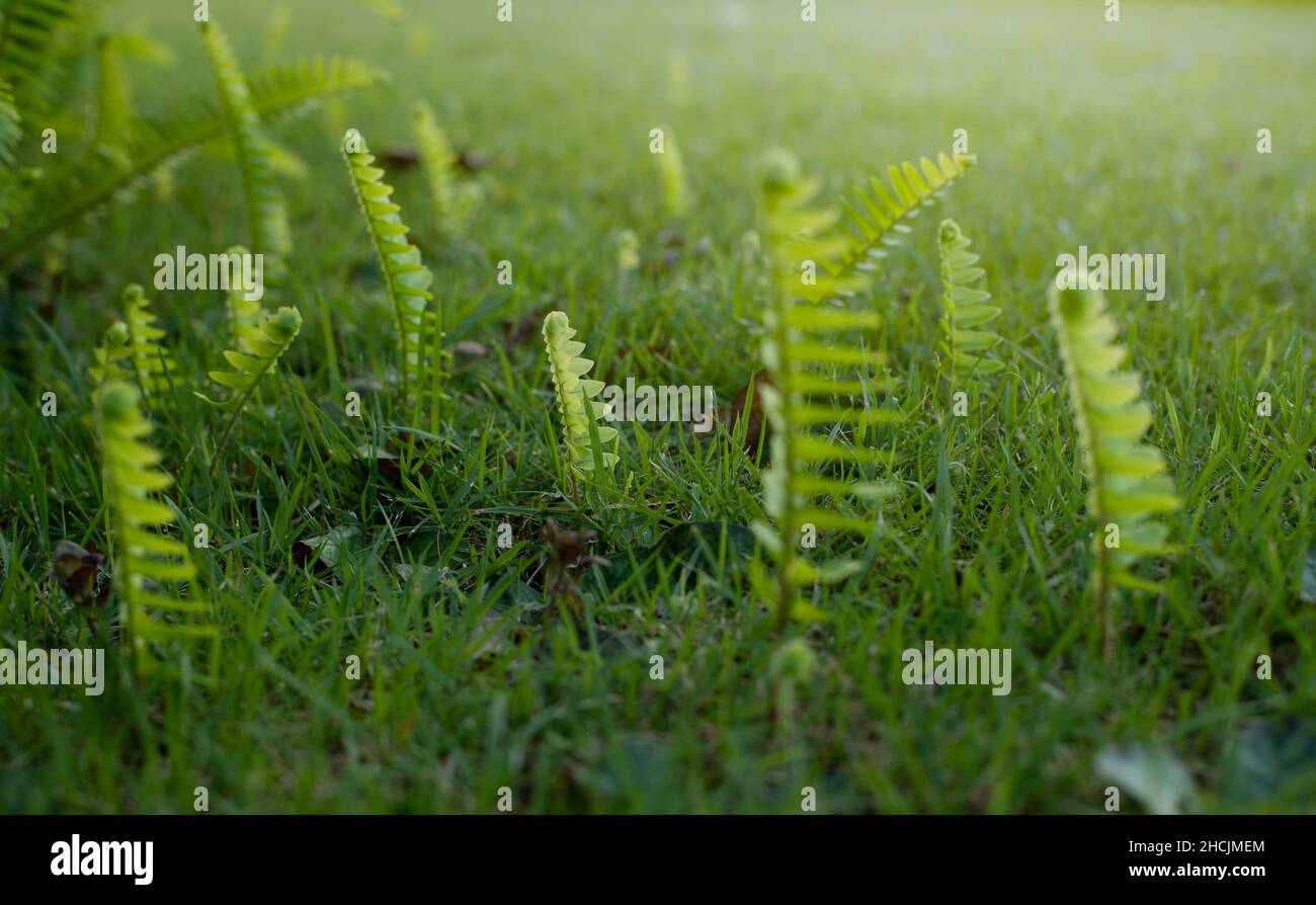 Foglie di felce verdi coltivate su erba verde. Foglia tropicale. Foto Stock