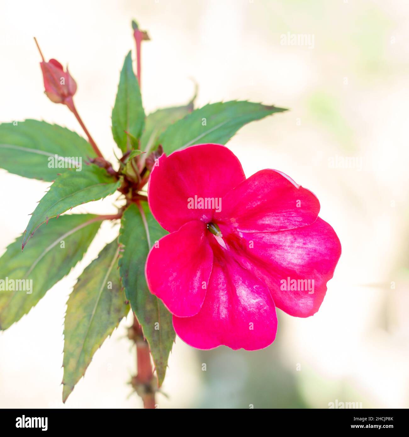 nuova cavia impatiens o impatiens fiore hawkeri, primo piano vista di una fioritura rosa nel giardino Foto Stock